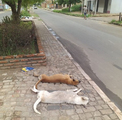 Cachorros são mortos em Timon após ingerir lixo com veneno no Parque Alvorada; Polícia deve investigar