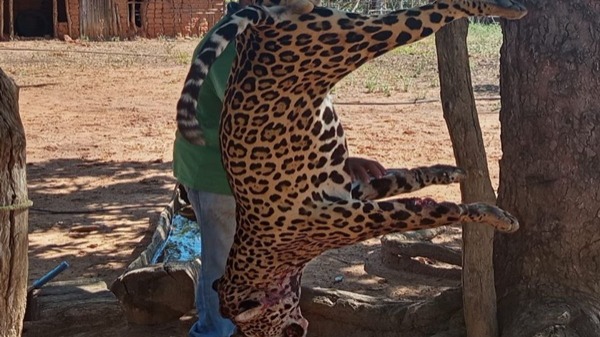 Onça-pintada é morta a tiros no interior do Maranhão